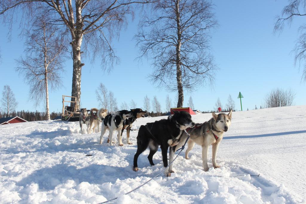 Nordic Lapland Frevisoren Batskarsnas ภายนอก รูปภาพ